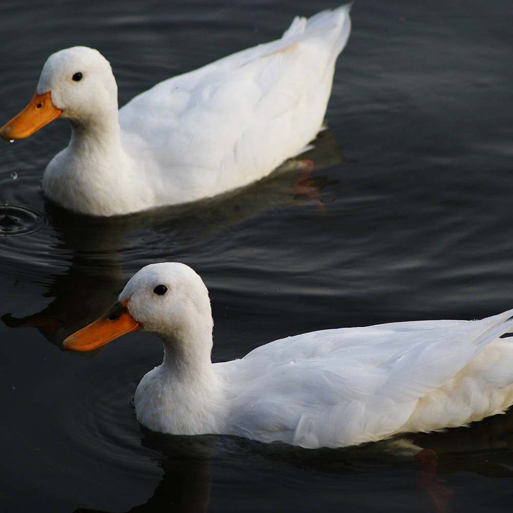 Peking White Duck