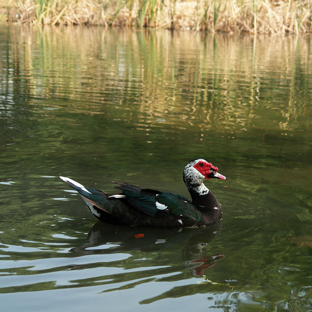 Chinese Muscovy Duck