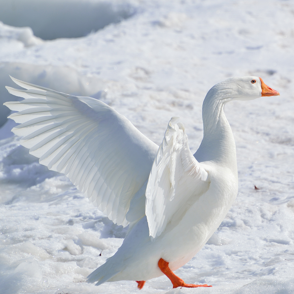 Hortobagyi White Goose