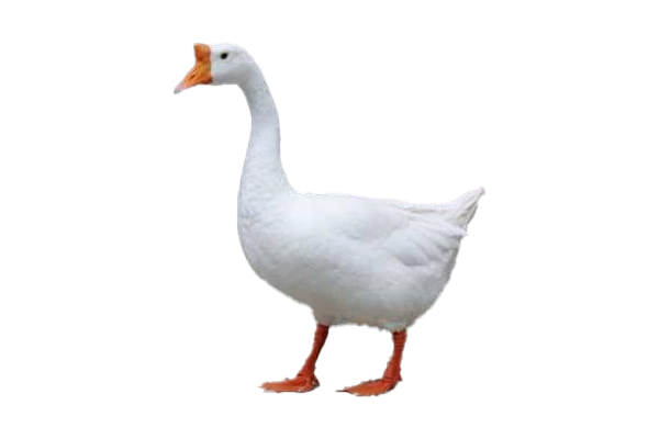 西伯利亚白鹅绒