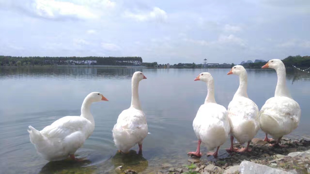 白色罗曼白鹅绒