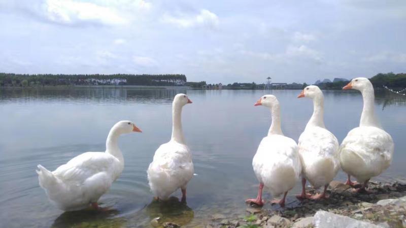 白色罗曼白鹅绒（种鹅）