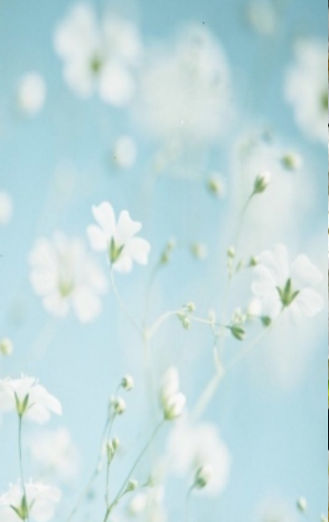 白鹅绒（薰衣草芳香处理）