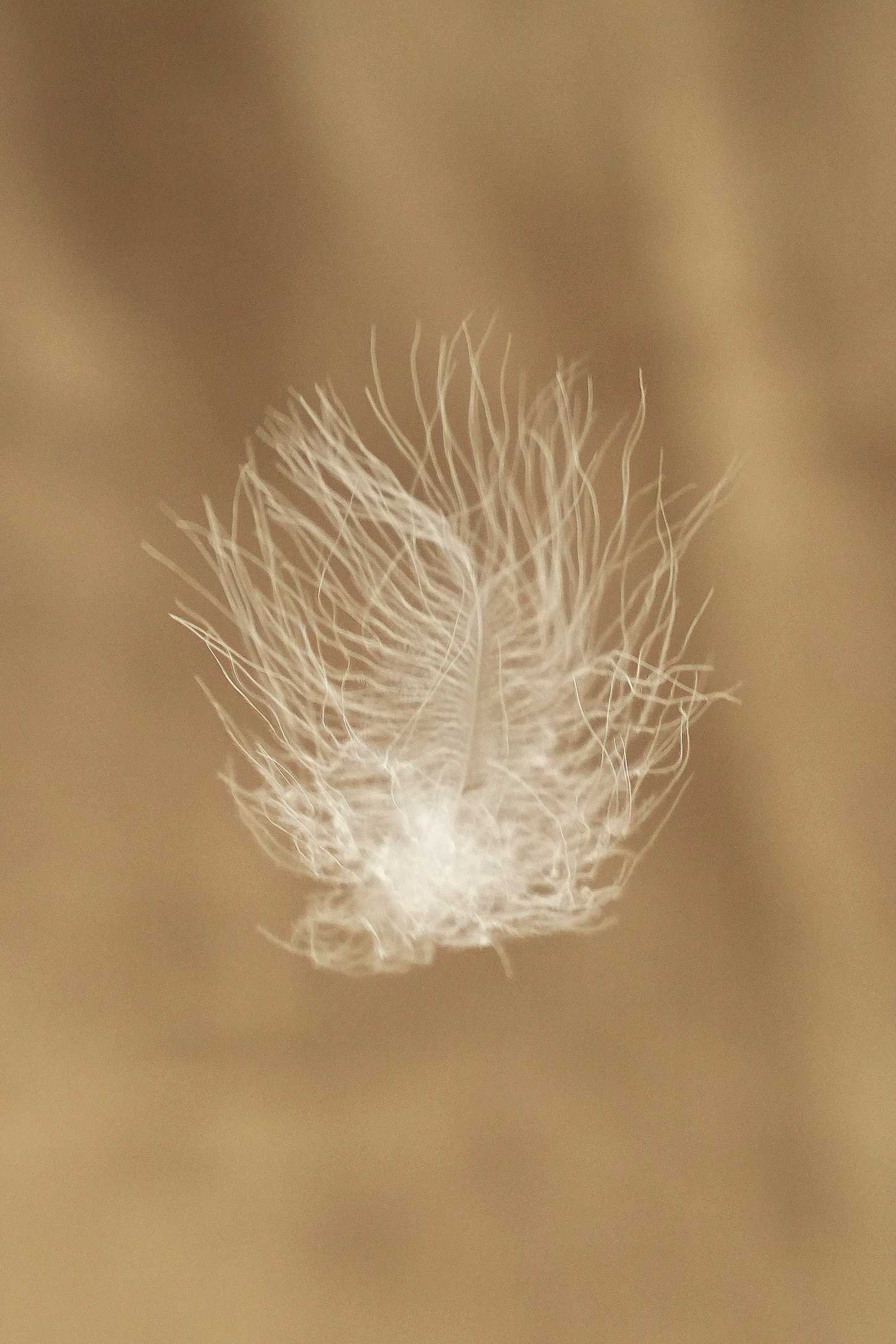 霍尔多巴吉白鹅绒（种鹅）